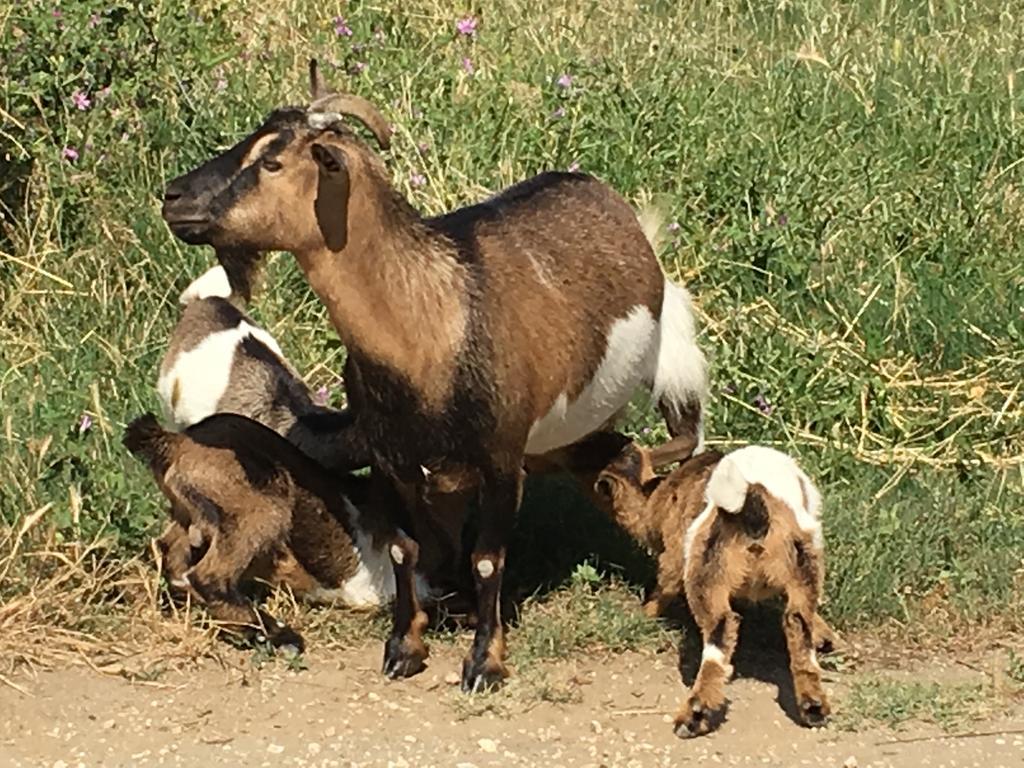 Agriturismo Terre Di Musignano Canino Εξωτερικό φωτογραφία