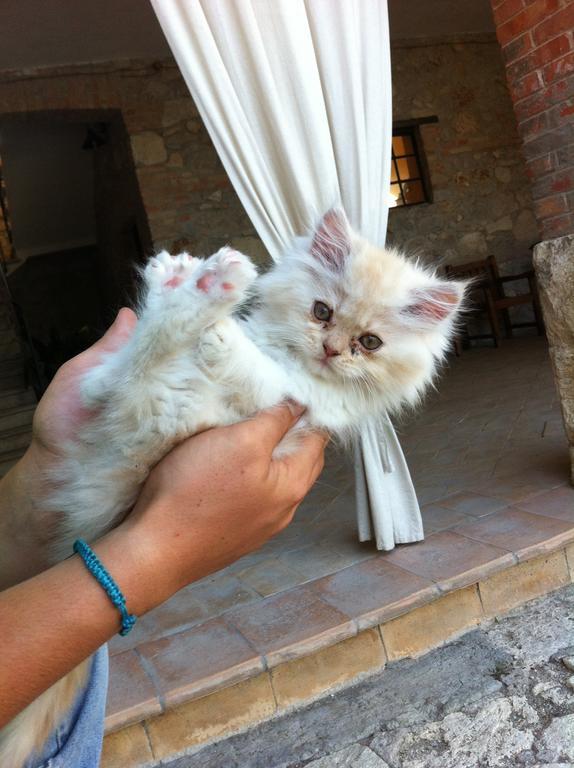 Agriturismo Terre Di Musignano Canino Εξωτερικό φωτογραφία